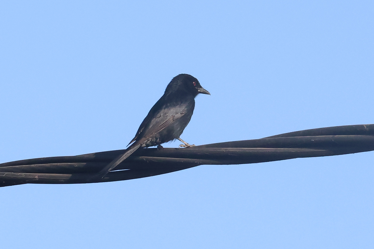 Fork-tailed Drongo